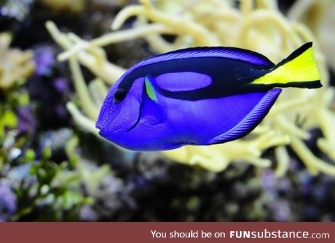 Fishy Fun Day #64: Blue Tang