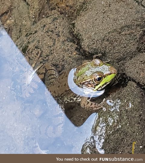 Froggo Fun #222 - Frog in Very Clear Water