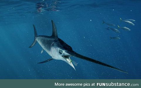 Fishy Fun Day #65: Swordfish
