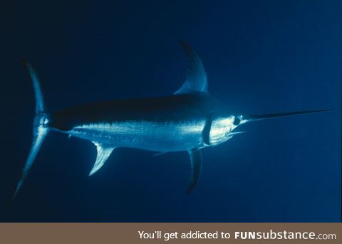 Fishy Fun Day #66: Swordfish
