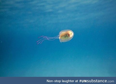 Fishy Fun Day #66: Special Edition, Fish Stuck Inside Jellyfish