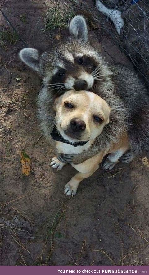 Raccoon snuggling his pupper friend