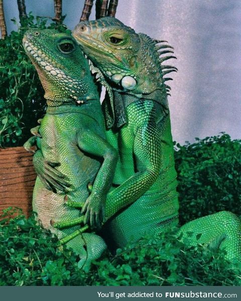 This iguanas doing a maternity photo shoot