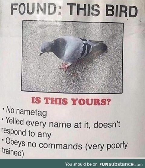 Lost bird