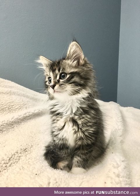 10 weeks old and already prettier than me