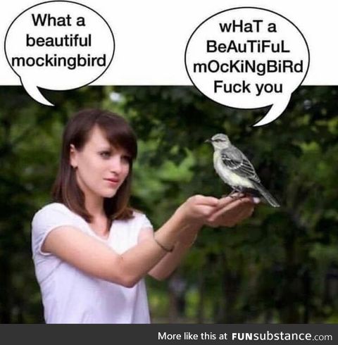 A beautiful mockingbird