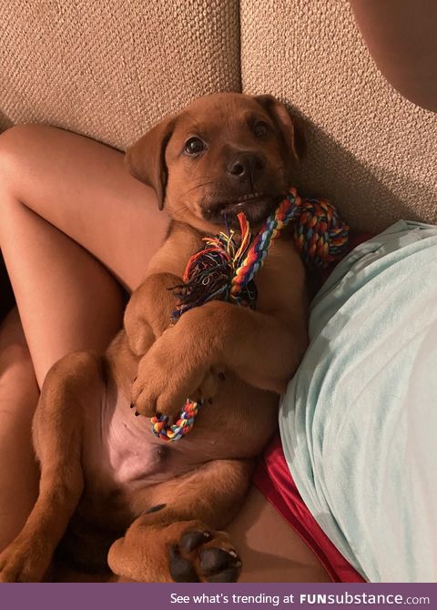 My 9 week old puppy already mastered the awkward school picture smile