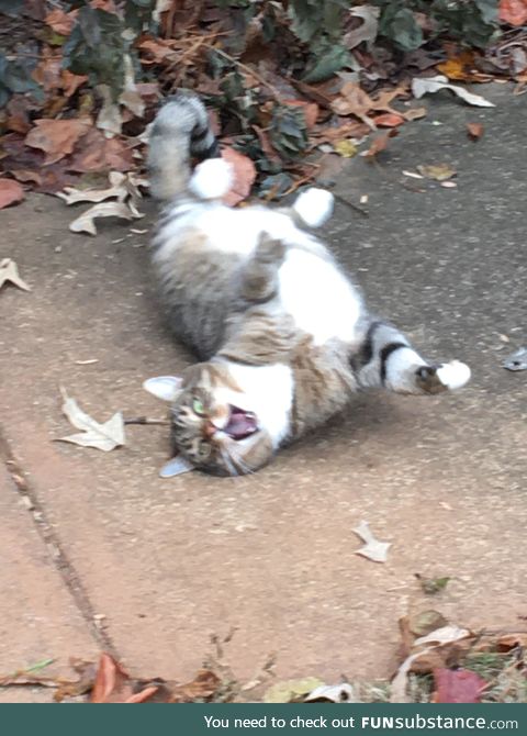 My neighbor found our cat while they were raking their leaves. And this is the face he