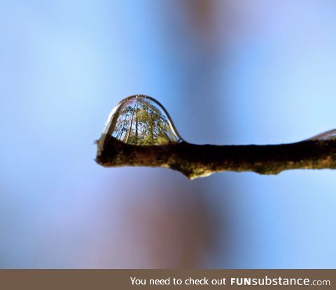 A forest in a single drop of rain