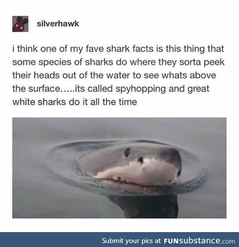 Just shark things