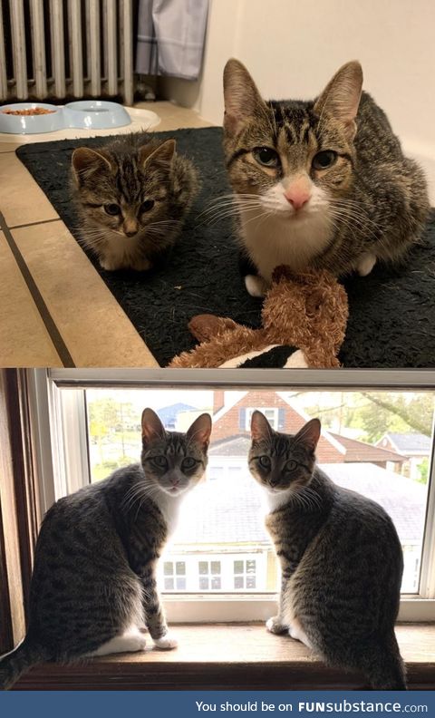 6 month difference, from stray kitties to house kitties