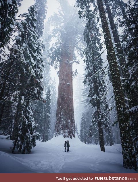 Sequoia National Park in the winter