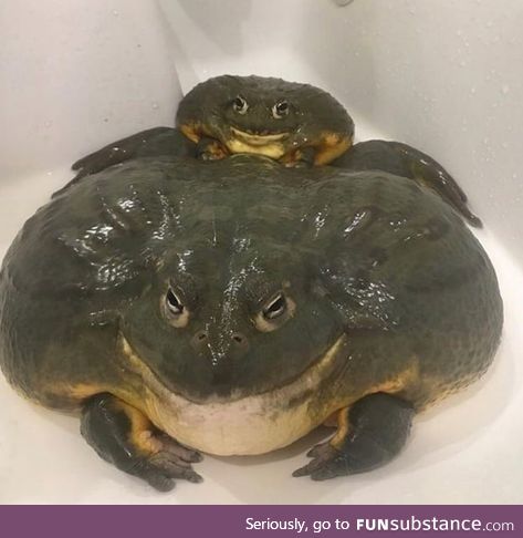 Froggo Fun #235 - When He Super Chonky but You Know He Won't Cheat on You