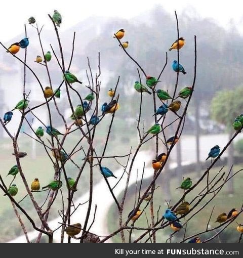 Nature’s decor is birb