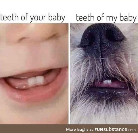 Teef