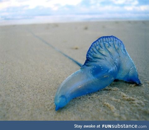This fish is called a Bluebottle