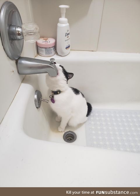 Sometimes my cat tries to deep throat the shower faucet