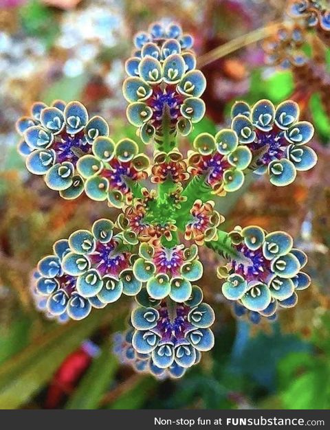 The Hawaiian Kalanchoe flower