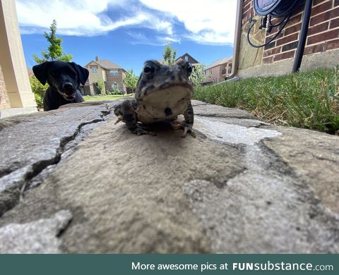 Froggo Fun #240 - They 'Bout to Drop the Sickest Album of 2020