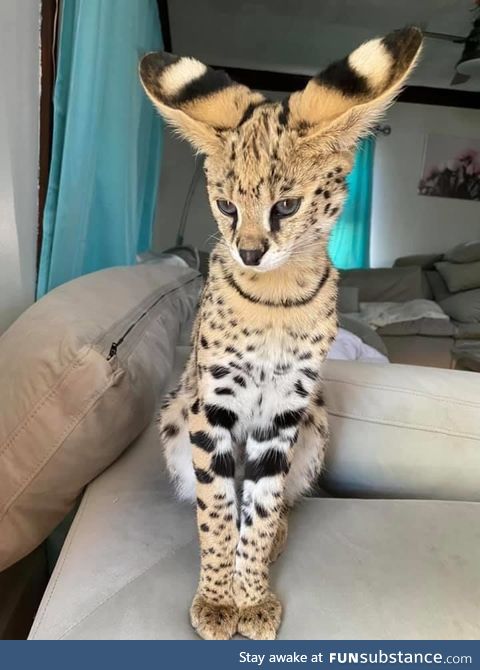 An african serval