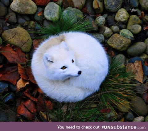 A beautiful Fox laying down