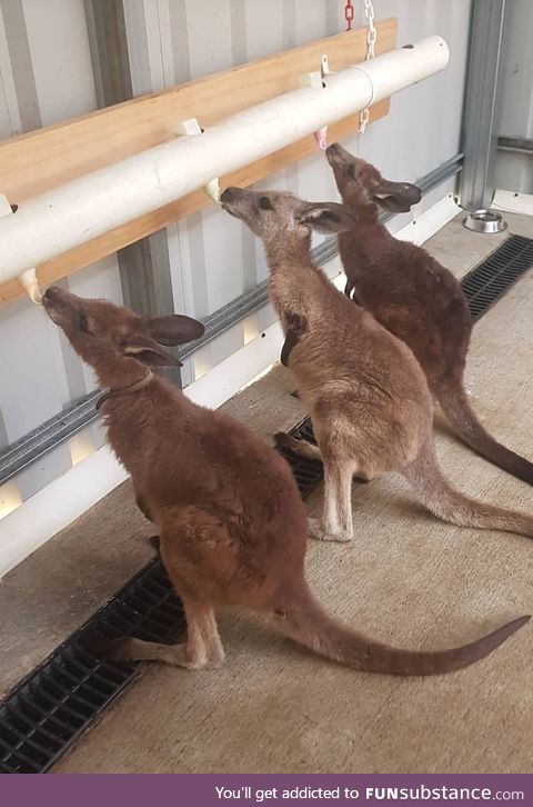 Caring for injured and orphaned kangaroos after the Australian bushfires