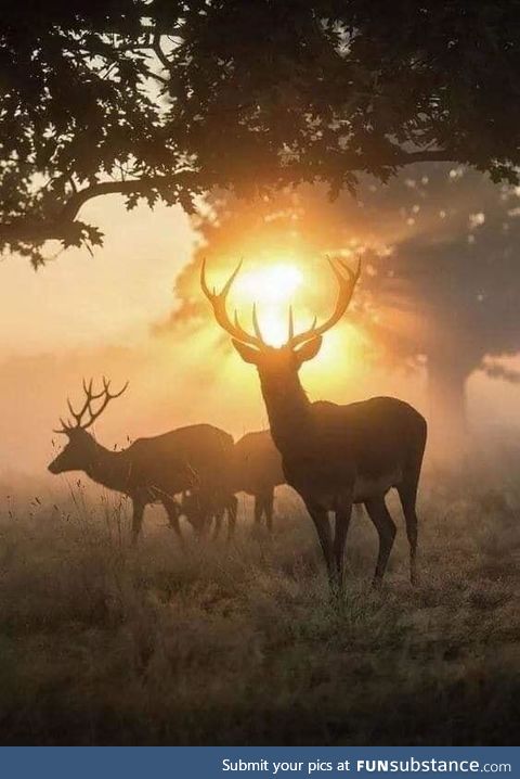Bucks at dawn