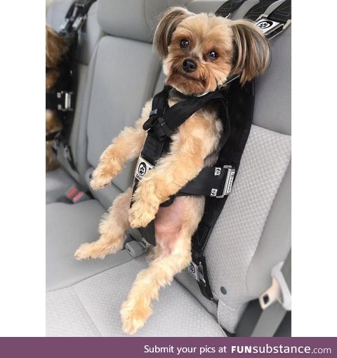 Googled Dog Seatbelts... Wasn't disappointed