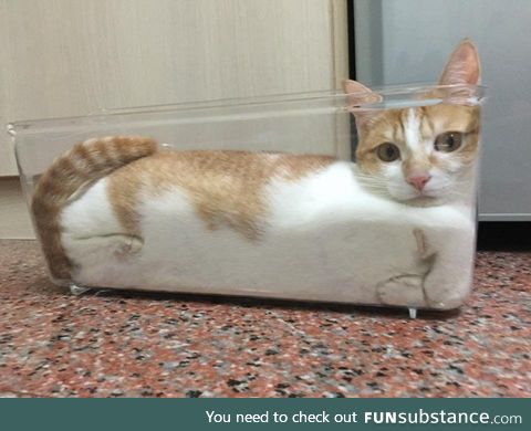 Liquid cat