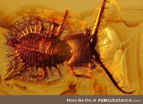 This monster preserved in amber from ~40 zillion years ago