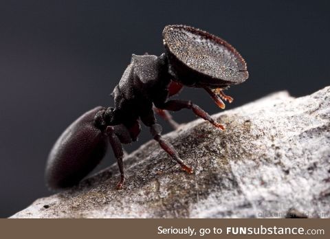 This living door ant has a bowl for a head, used to plug entrances to her nest. Florida