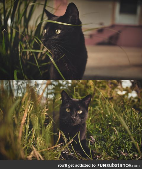 My cat Jack. Hunting bugs at sunset