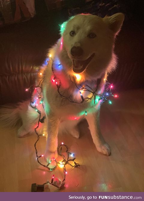 My Christmas tree this year won’t stop barking