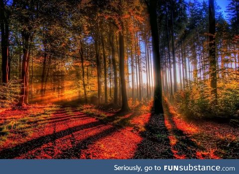 Sunset forest