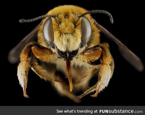 The real face of a bee