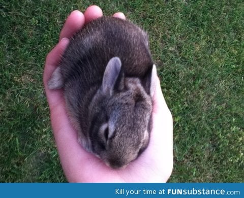 Saved a baby bunny today.