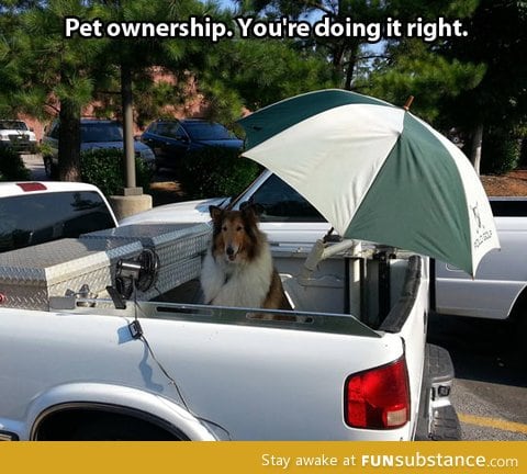 Pet ownership done right