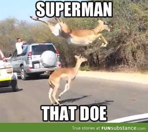 Regarding those majestic impalas leaping over the street