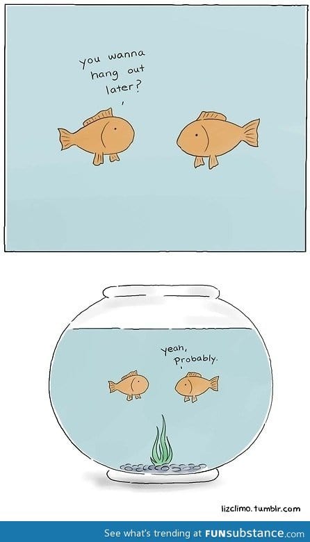 Goldfish hangin' out