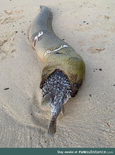 What's that long looking Eel that has choked on its meal? That's a Moray