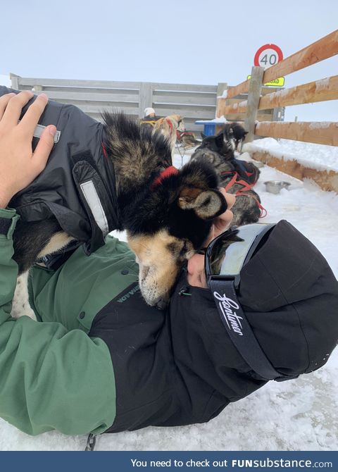 This Husky I just met on a mountain in New Zealand put his head up to mine like it was