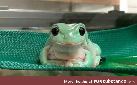 Froggo Fun #259 - "You might be wondering why I've gathered you here today."