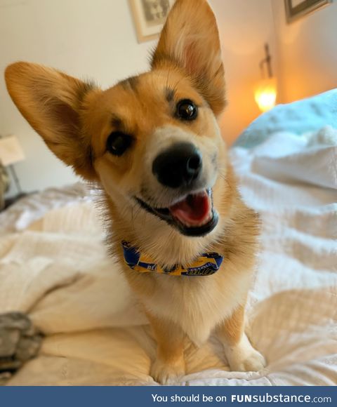 My corgi smiles for bacon. Because bacon