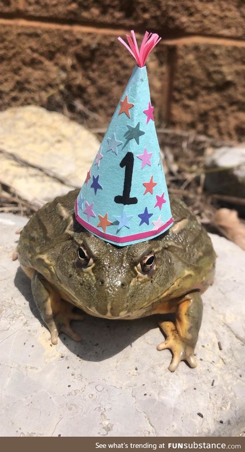 Froggo Fun #263/Special - A Year of Froggos