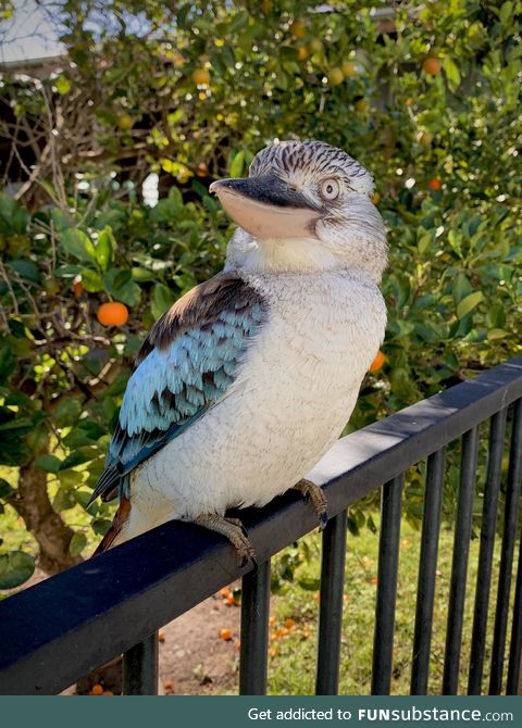 Look at this friendly kookaburra on my fence!