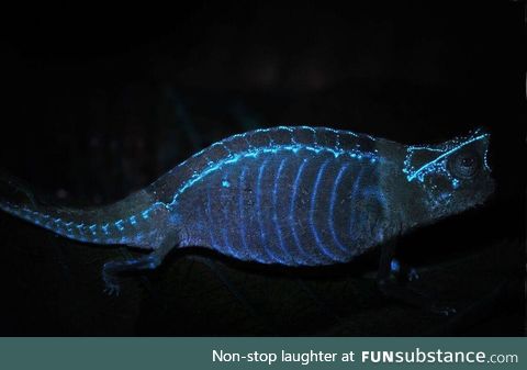 In Jan. 2018, it was discovered that chameleons’ bones glow in the dark