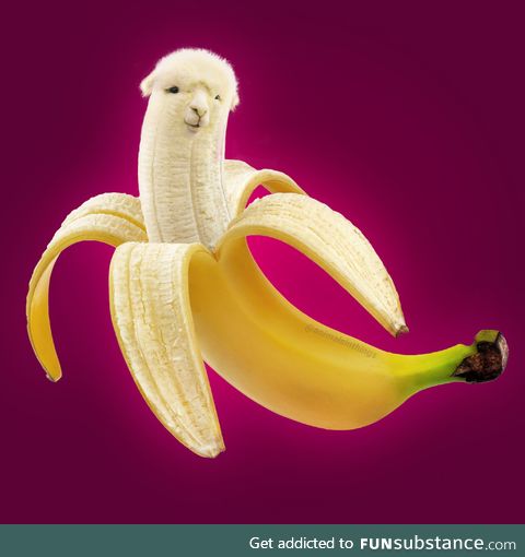 I photoshop animals into various things. Here's a llama and a banana