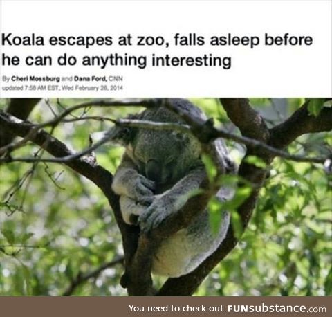 Koala is my new favorite animal