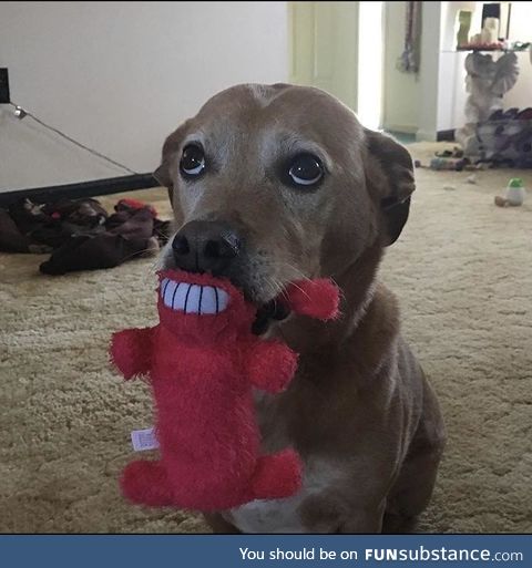 This perfectly timed shot of my dog playing with his toy