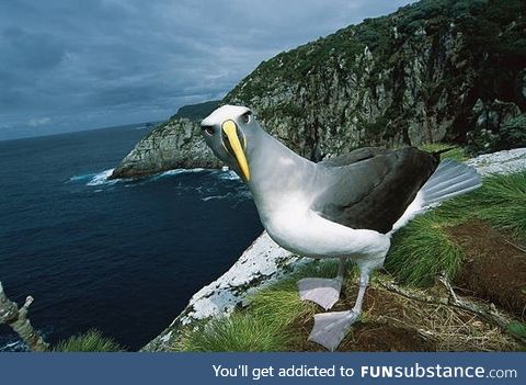 This bird (real) looks like a shitty CGI seagul I cant-